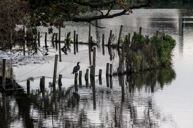 Cormorants on Tottenham Marshes