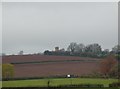 Across fields to mobile phone tower, Inkberrow