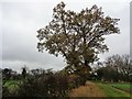 Tree on field boundary