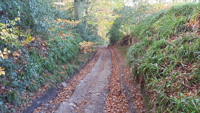 Byway in Shieldhall wood