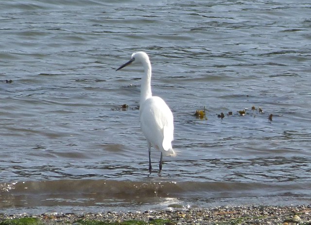 Little Egret. A regular visitor to the beach at Flushing Cove