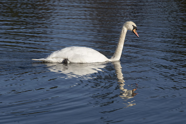 A swan on Cauldshiels Loch