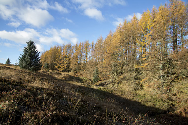 A woodland edge at Wester Alemoor