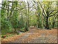 Path in Tehidy Country Park