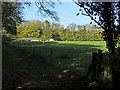 Sheep at Sheepcote Stud