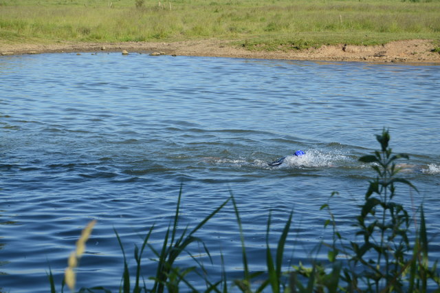 Openwater swimmer