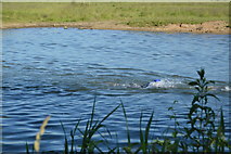 SP4509 : Openwater swimmer by N Chadwick
