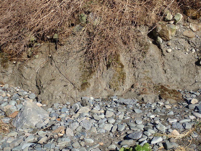 Basal mud layer at the base of the cliff on Templetown Beach