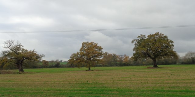 Three trees in a field
