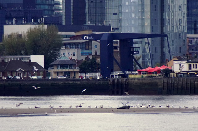 Common Seal (Phoca vituina) on the Thames at North Greenwich
