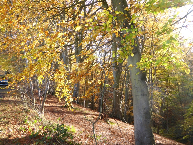 Autumn colours at Letah Wood