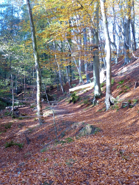 Autumn colours at Letah Wood