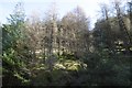 NS0885 : Forest, Glen Tarsan by Richard Webb