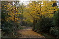 Path on the northern edge of Esher Common