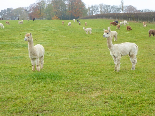 Alpacas at Turpinhill Farm
