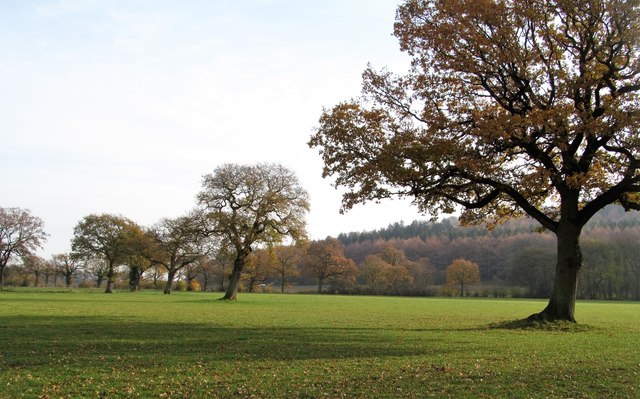 Line of oaks across a field