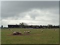 Sheep feeding with farm buildings