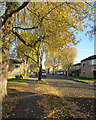 Lichfield Road: autumn gold