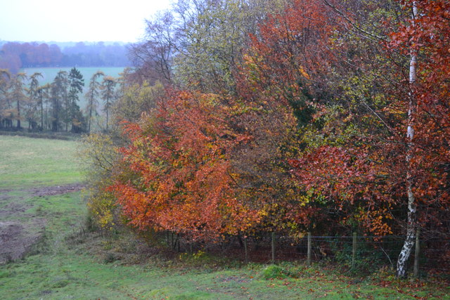 Autumn colours on edge of Beaconhill Plantation