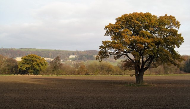 Oak in ploughed field
