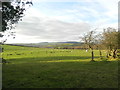 Sheep grazing near Coedely