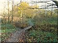 Boardwalk, footbridge and stream in Dobpark