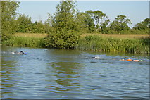 SP4610 : Openwater swimmers, River Thames by N Chadwick