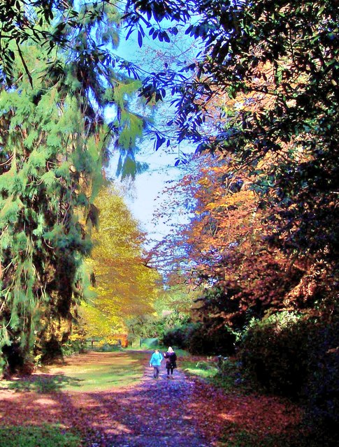 Autumn walk, Windsor Great Park