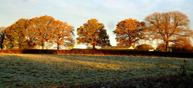 Oaks; early November morning