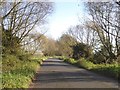 ST5136 : Willows by the road on Watchwell Drove by David Smith