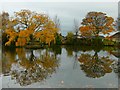 Late Autumn colour reflected in the village pond