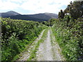 Tipperary Lane above Tipperary Woods