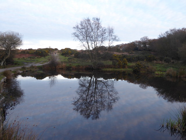 Ellison's Pond, Ashdown Forest at dusk
