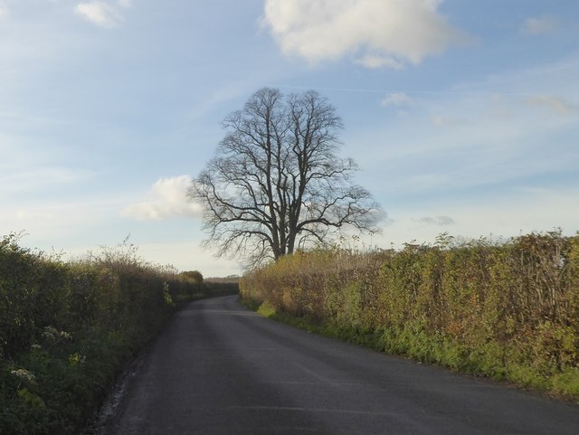 Tree marking a road junction, Kingweston