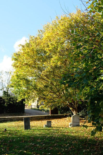Church of St Faith: Graveyard tree