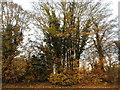 Trees by High Street, Hatfield Broad Oak