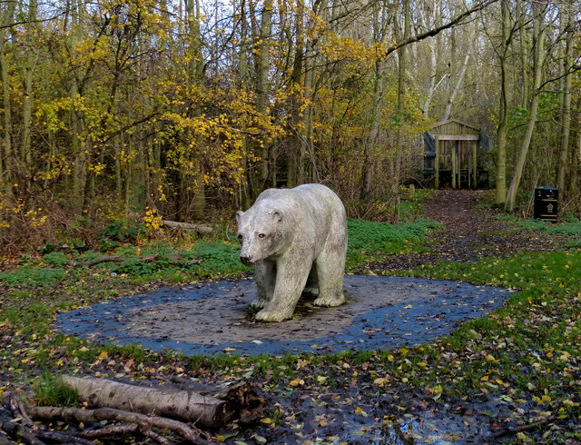 Polar bear at the Watermead Country Park © Mat Fascione ...