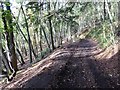 Byway through the woods above Lower Redbrook