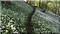 Path through Nab Wood near Offerton Green