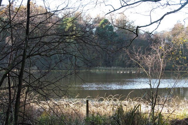 Lower Fish Pond, Park Wood