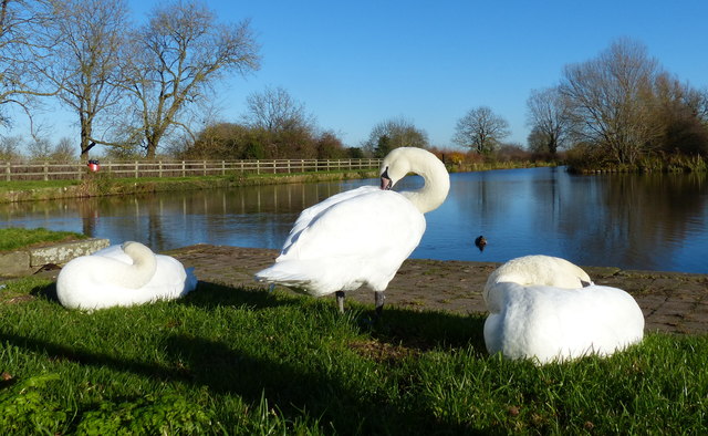 Swans at Hickling Basin