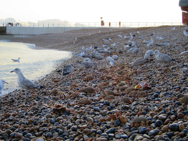Gulls at Harbour Beach