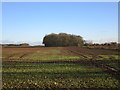 TA2921 : Autumn sown crop and Thistlegrowth Plantation by Jonathan Thacker