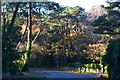 Morning sunlight where Wilderton Road meets Branksome Park Wood