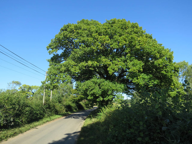 Tree by Marlingford Road