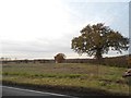 Field by the B183, Bush End