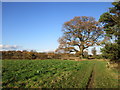 Bridleway near Hagg Cottage