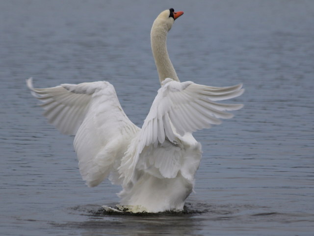 A Mute Swan has a stretch on Loch Spynie