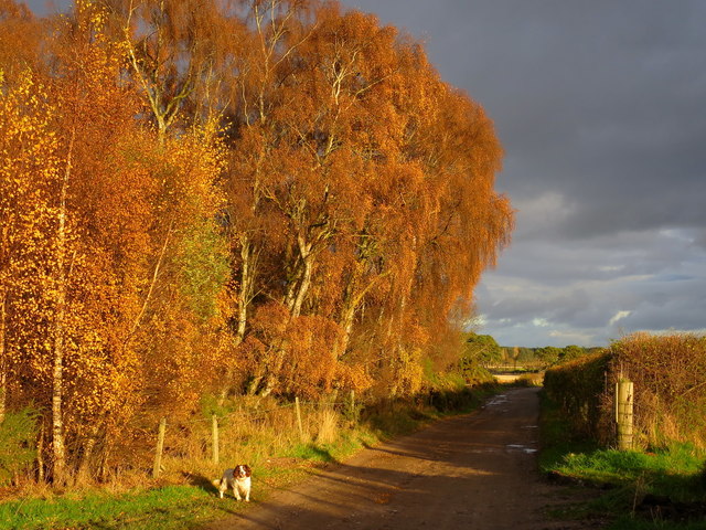 Emblazened birches by Loch Spynie