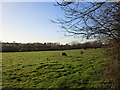 Cattle grazing off Gonalston Lane